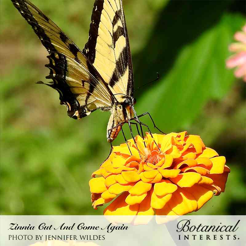Cut and Come Again Zinnia Seeds - Image 5