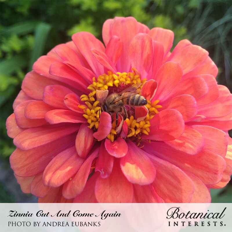 Cut and Come Again Zinnia Seeds - Image 6