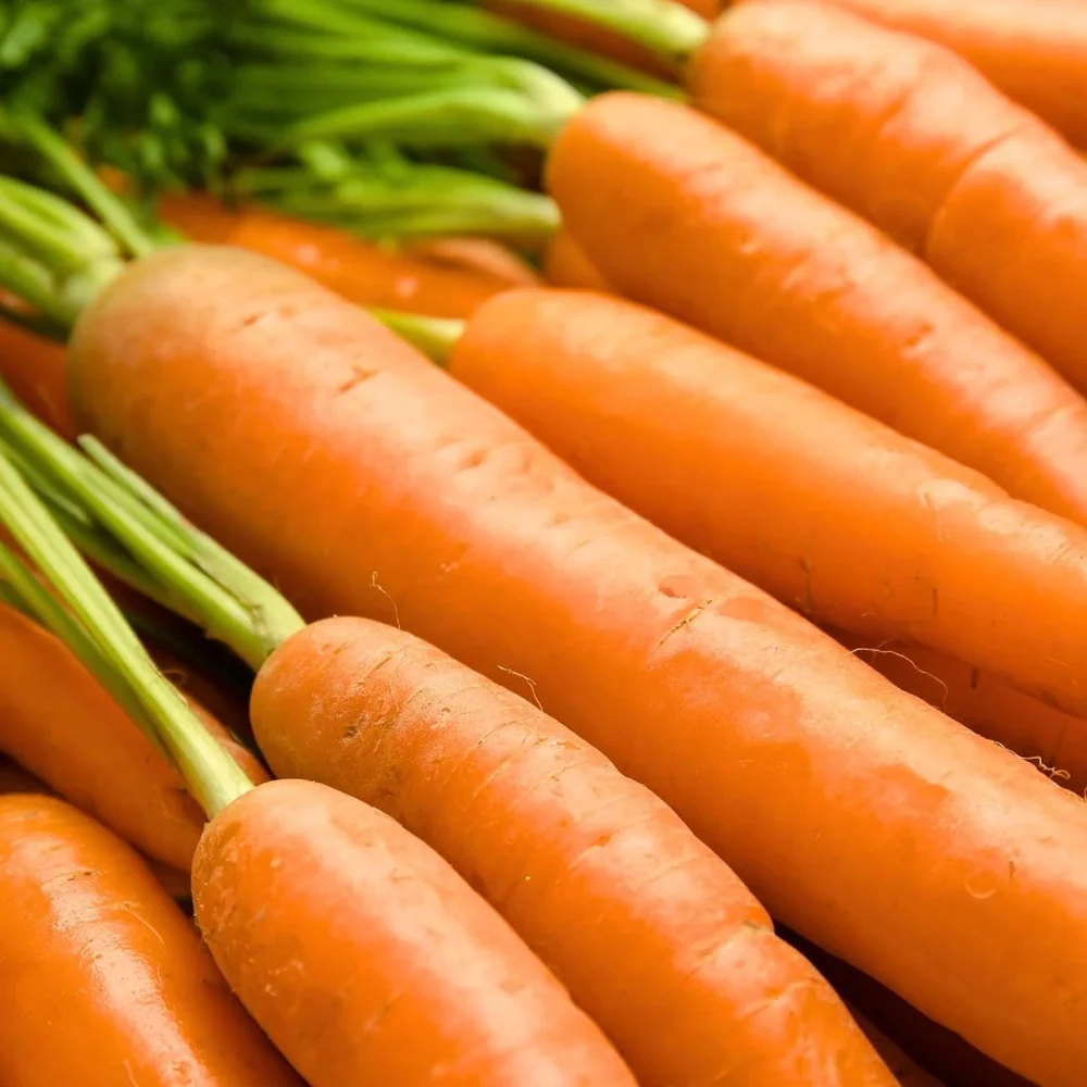 Danvers 126 Carrot Seeds - Image 4