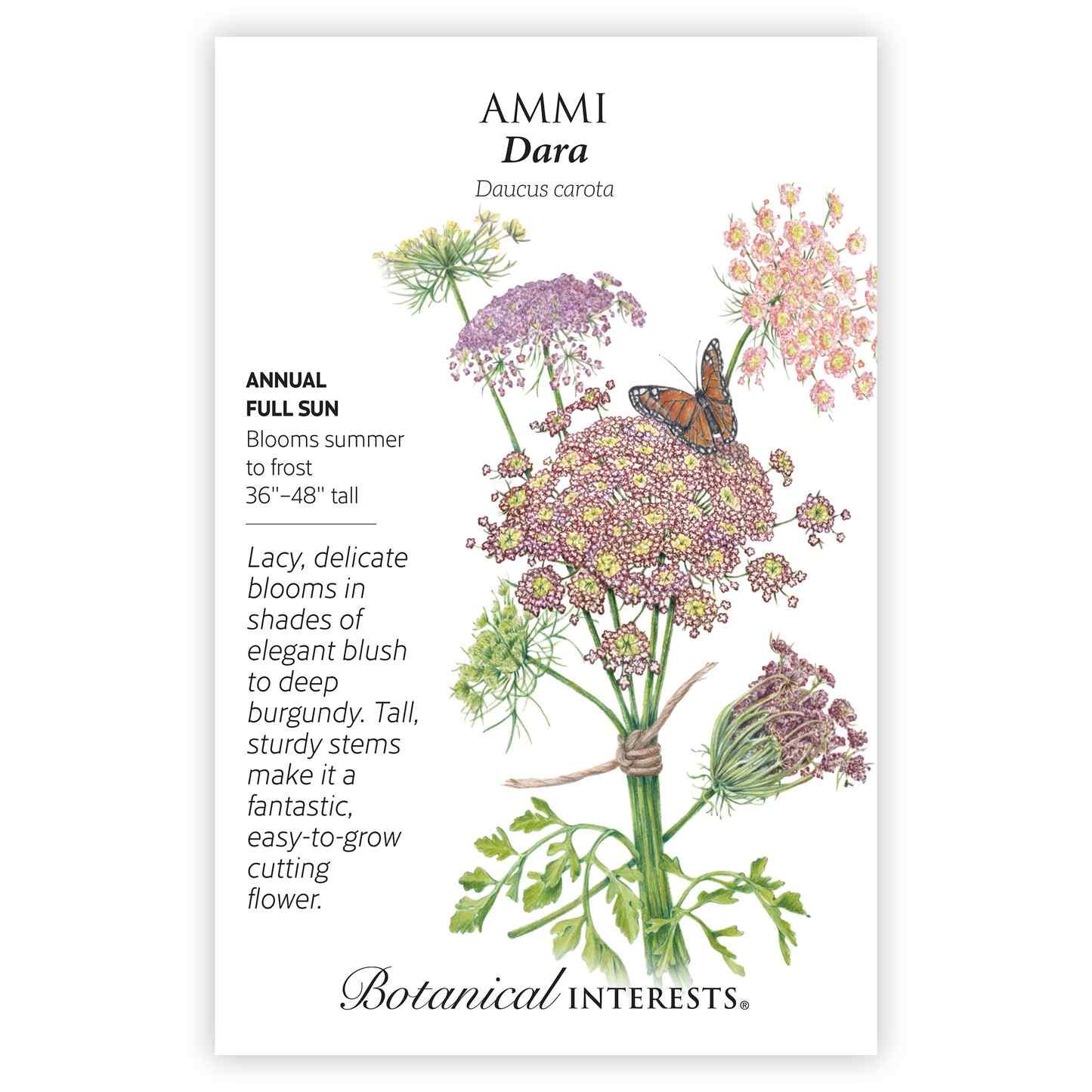 Dara Ammi Seeds - Image 3