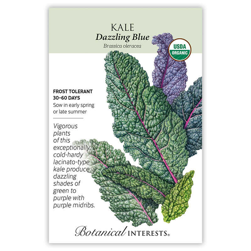 Dazzling Blue Kale Seeds - Image 3