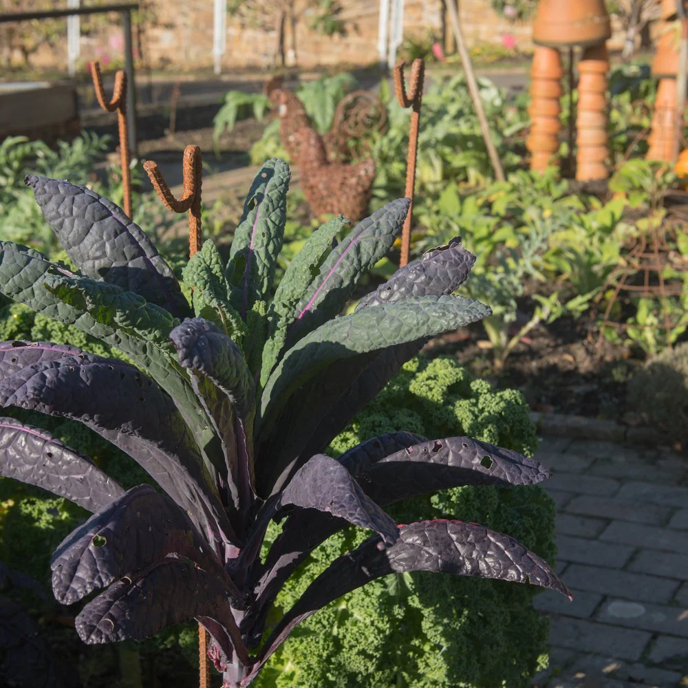 Dazzling Blue Kale Seeds - Image 4