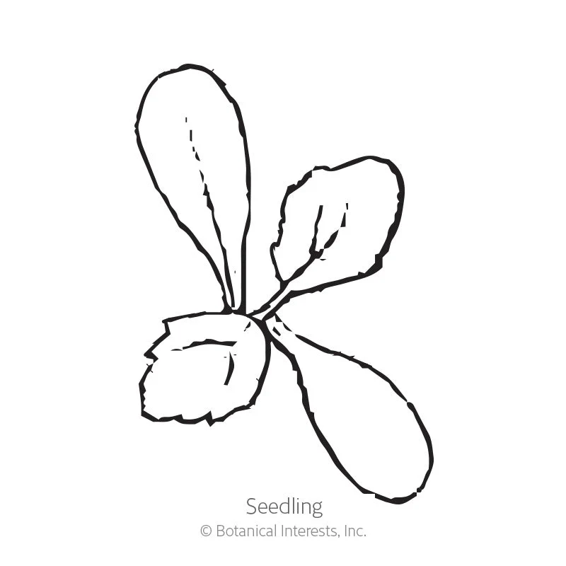 Decorative Double Blend Dahlia Seeds - Image 2
