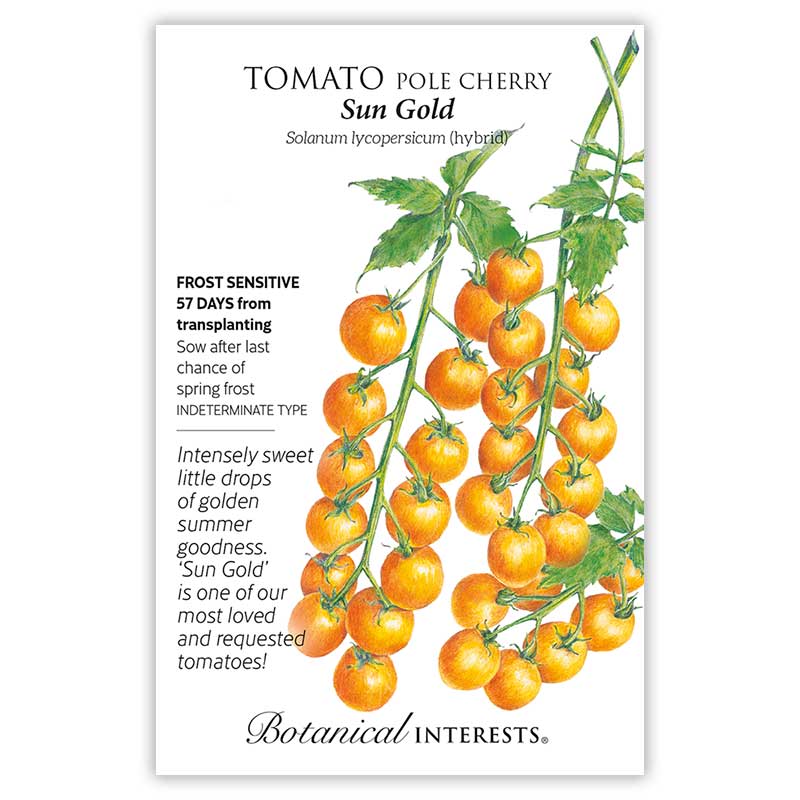 Sun Gold Pole Cherry Tomato Seeds - Image 3