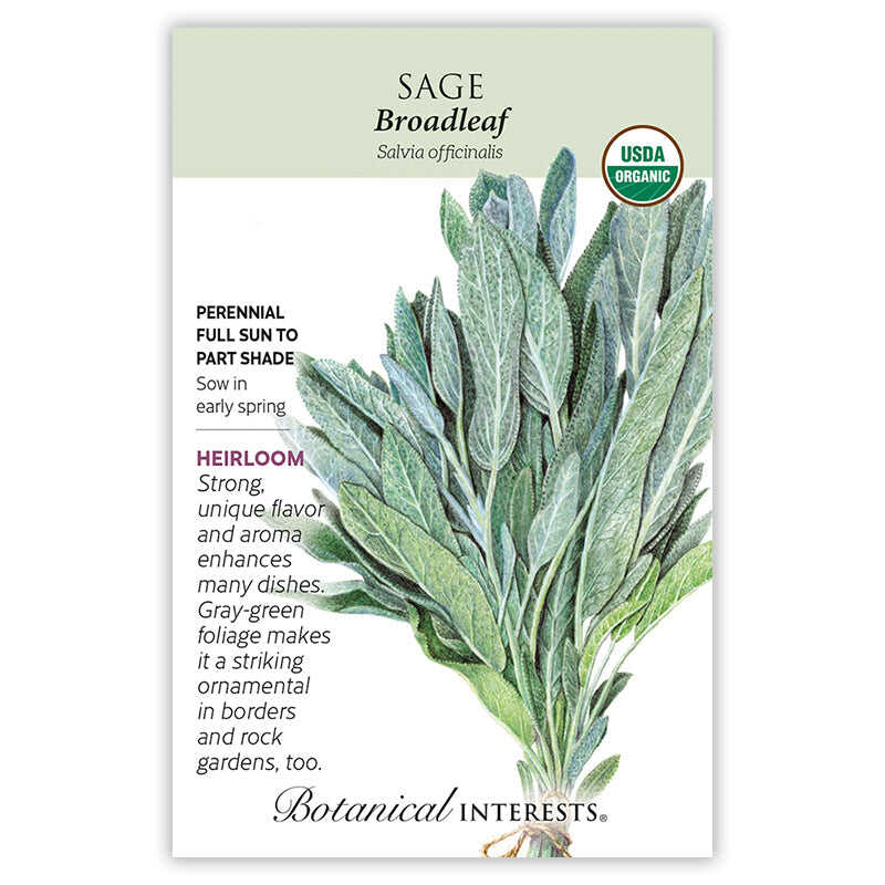 Broadleaf Sage Seeds - Image 3