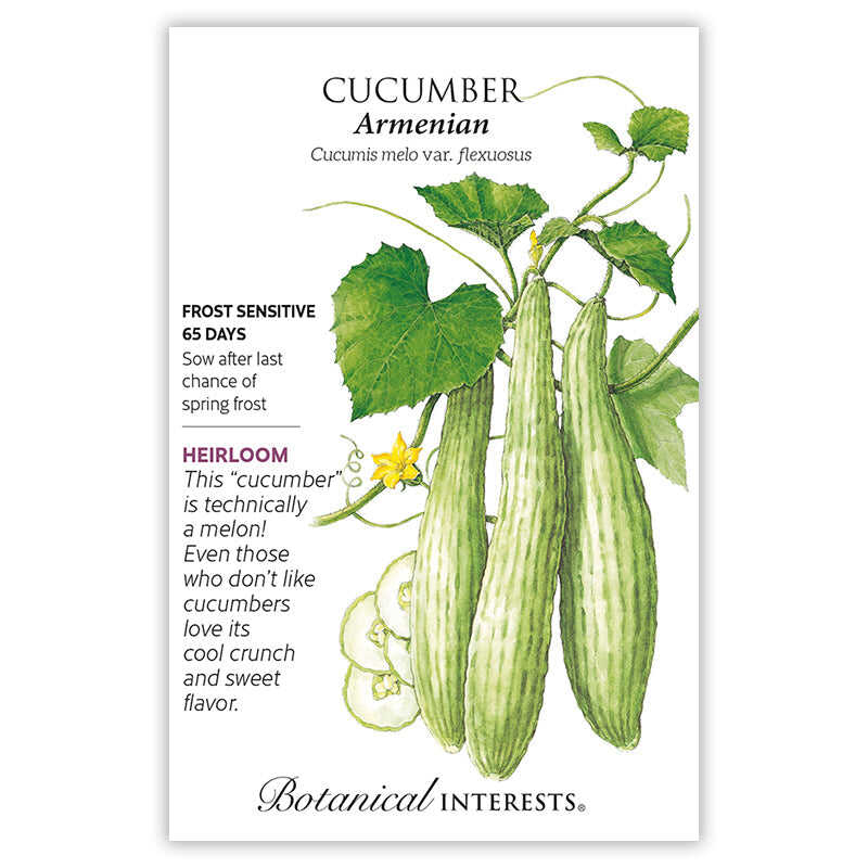 Armenian Cucumber Seeds - Image 3