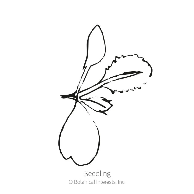 Di Cicco Broccoli Seeds - Image 2