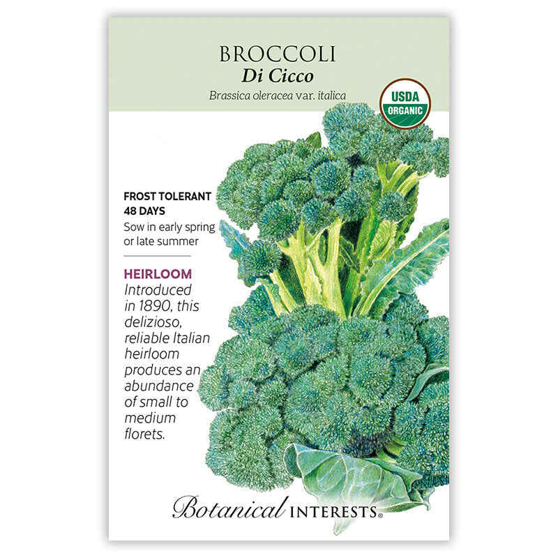 Di Cicco Broccoli Seeds - Image 3