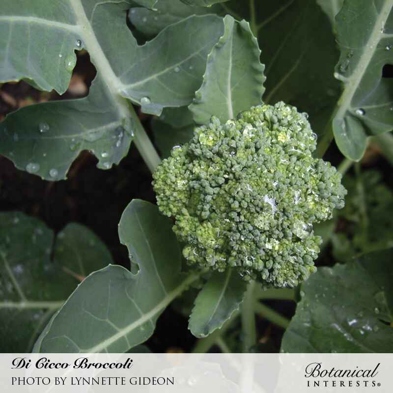 Di Cicco Broccoli Seeds - Image 4