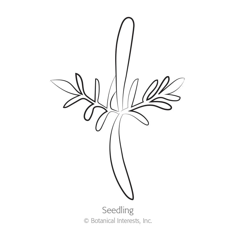 Diablo Cosmos Seeds - Image 2