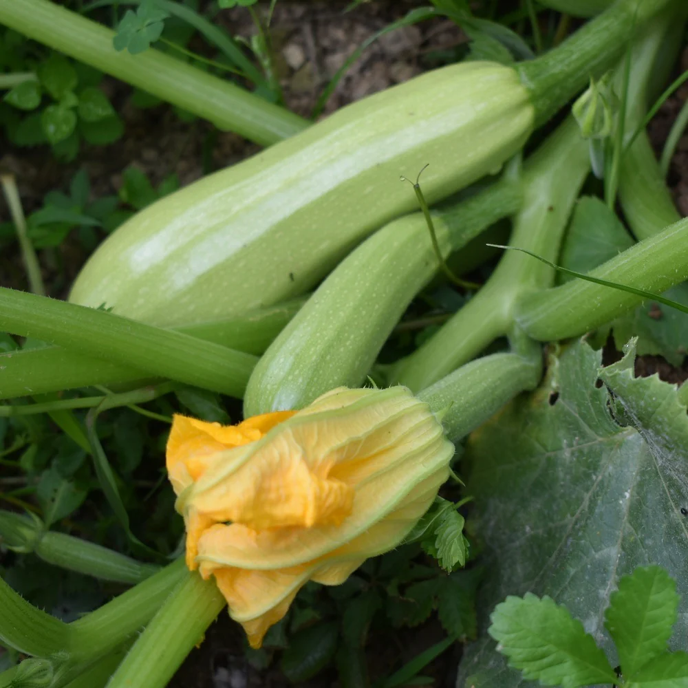 Dirani Summer Squash Seeds - Image 4