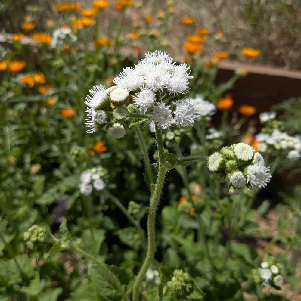 Dondo White Ageratum Seeds - Image 4