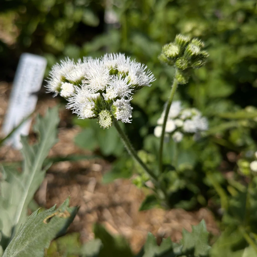 Dondo White Ageratum Seeds - Image 5
