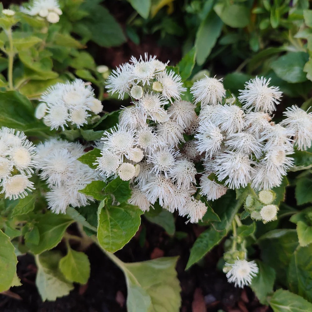 Dondo White Ageratum Seeds - Image 6