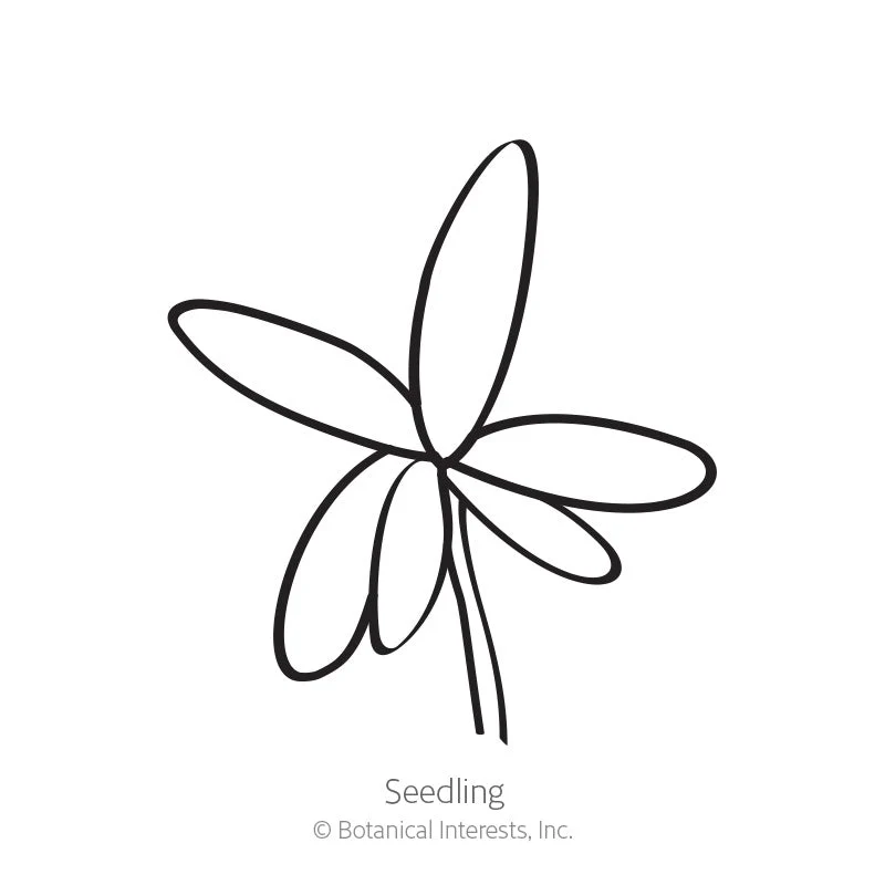 Double Blend Portulaca (Moss Rose) Seeds - Image 2