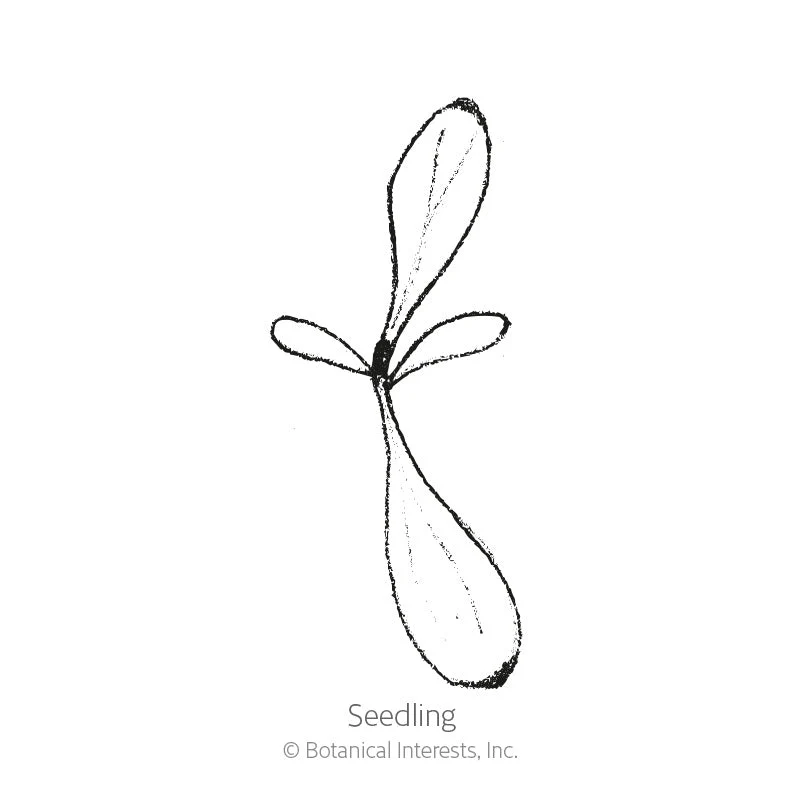 Double Blend Sweet William Seeds - Image 2