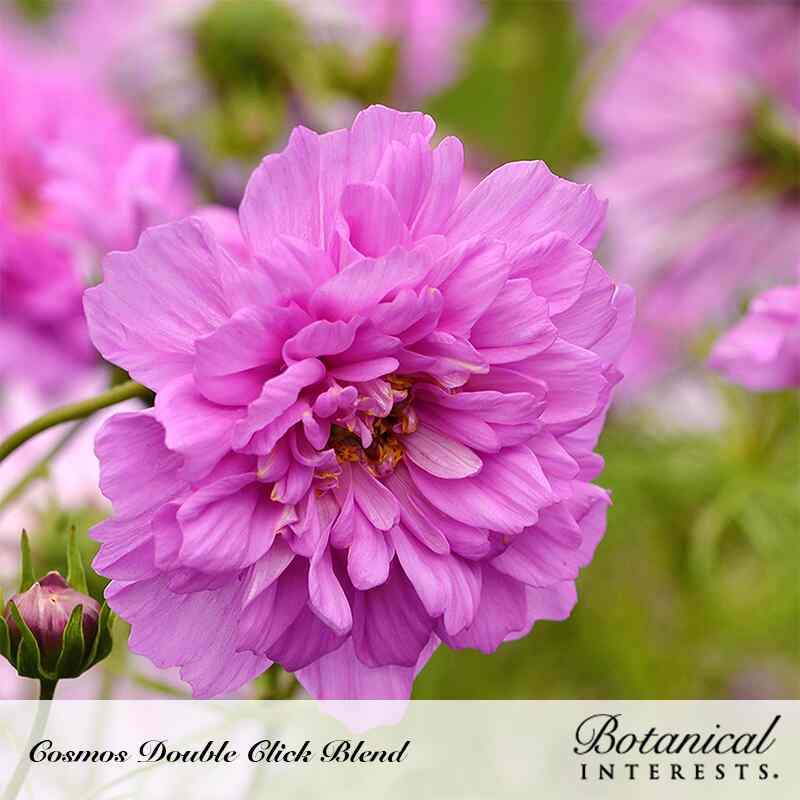 Double Click Blend Cosmos Seeds - Image 4