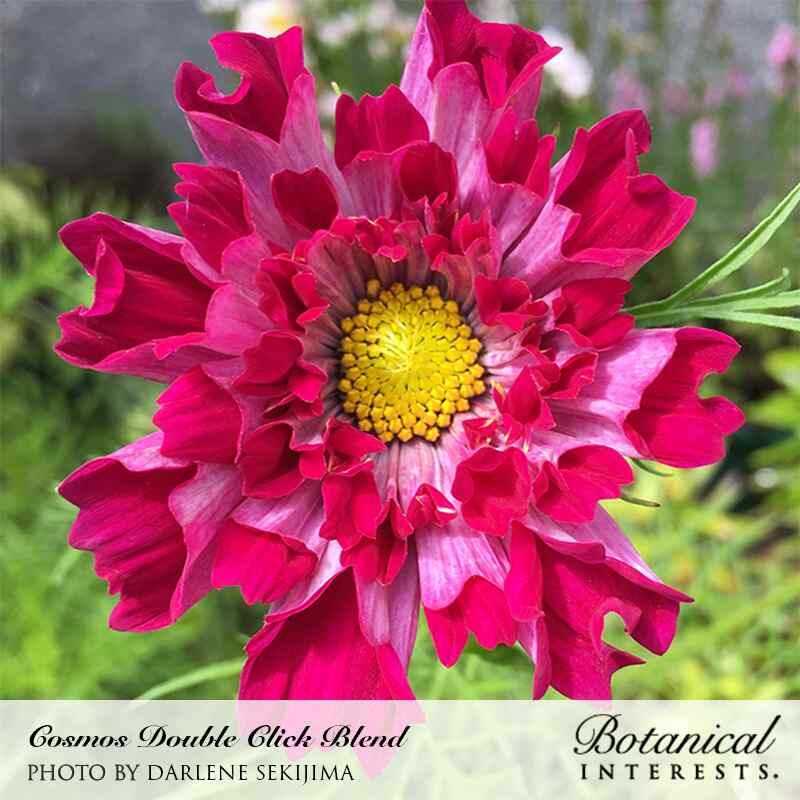 Double Click Blend Cosmos Seeds - Image 5