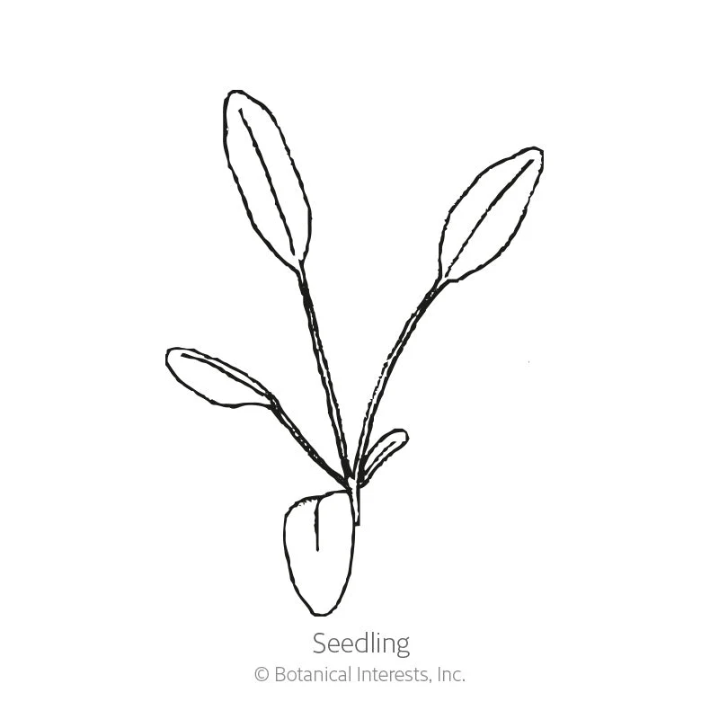 Double Sunburst Coreopsis Seeds - Image 2