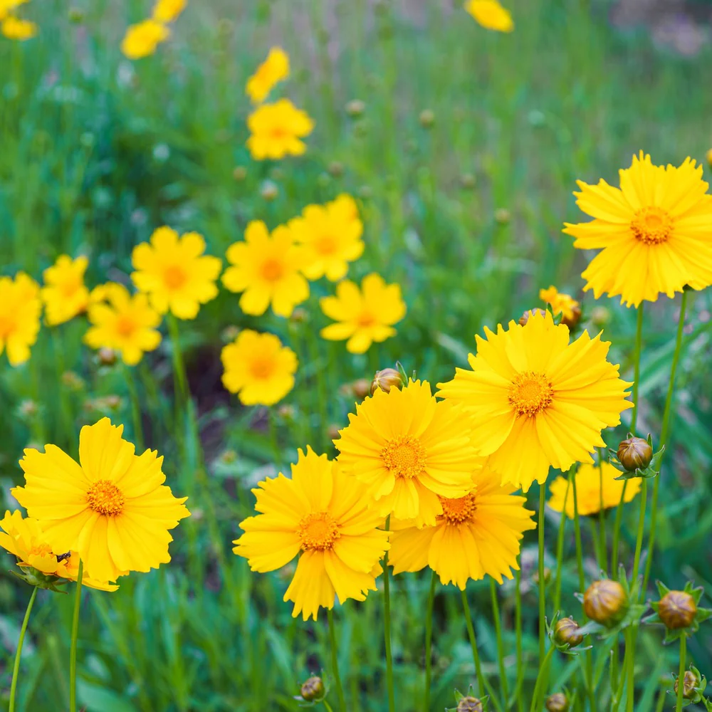Double Sunburst Coreopsis Seeds - Image 4