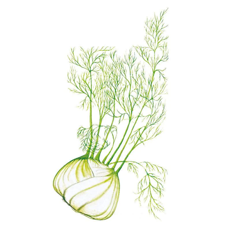 Dragon Fennel Seeds