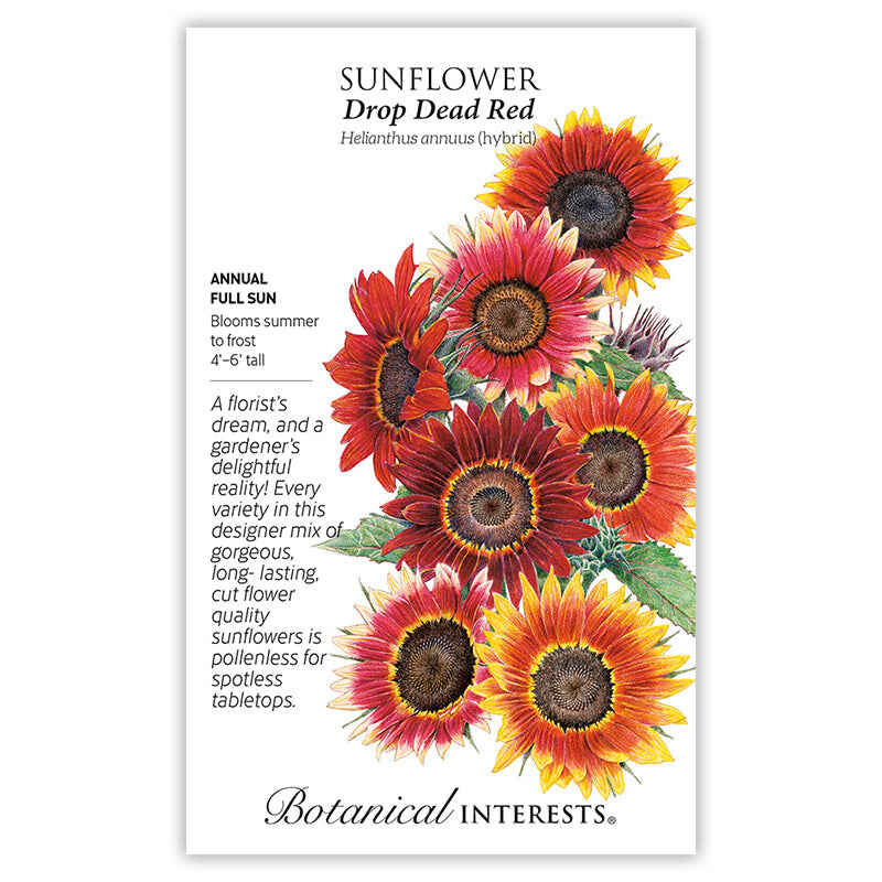 Drop Dead Red Sunflower Seeds - Image 3