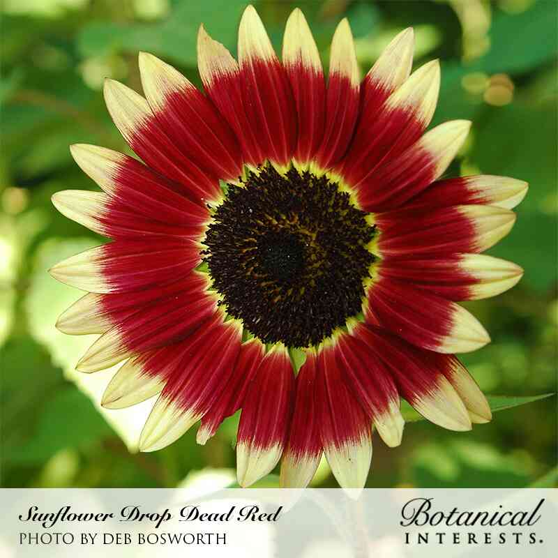 Drop Dead Red Sunflower Seeds - Image 4