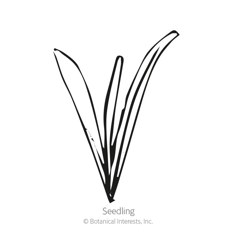 Drumstick Flower Craspedia Seeds - Image 2