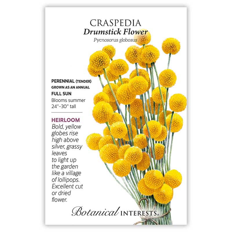 Drumstick Flower Craspedia Seeds - Image 3