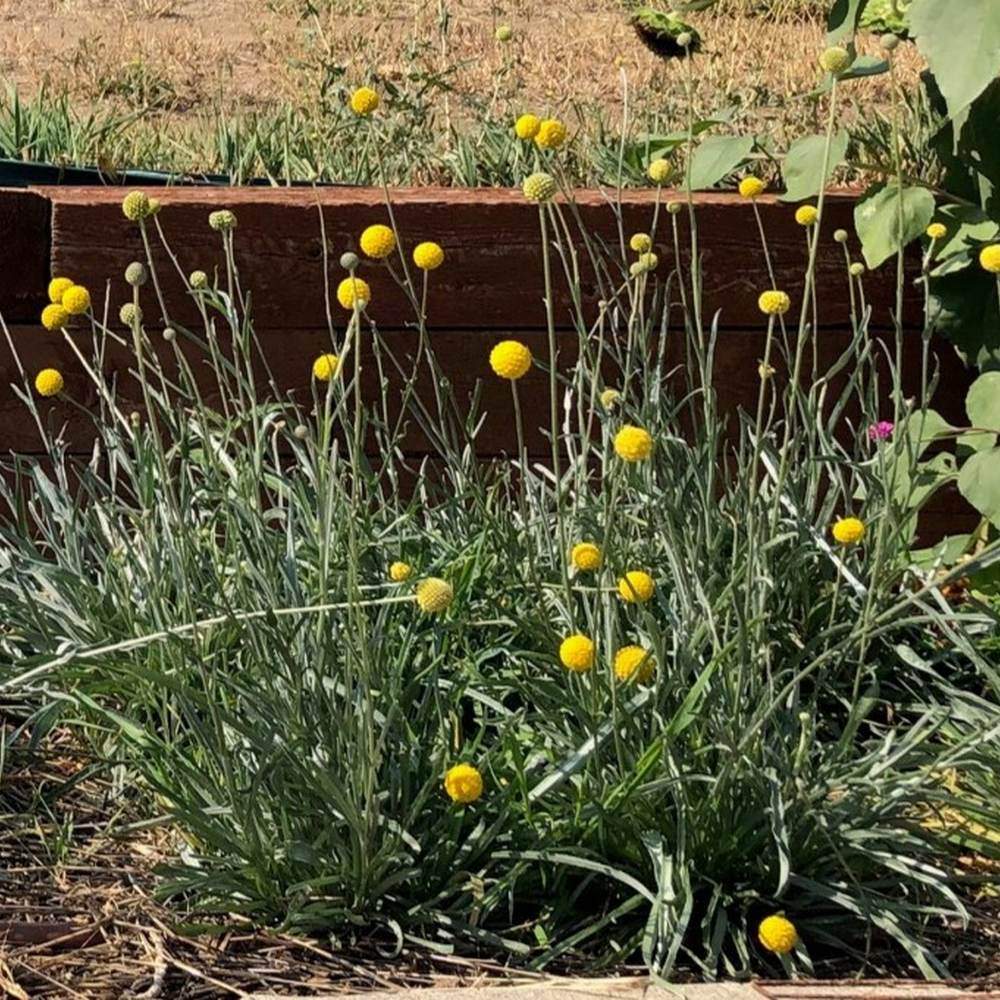 Drumstick Flower Craspedia Seeds - Image 4