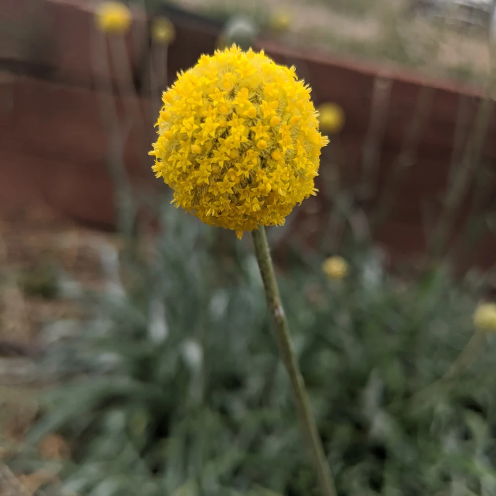Drumstick Flower Craspedia Seeds - Image 5