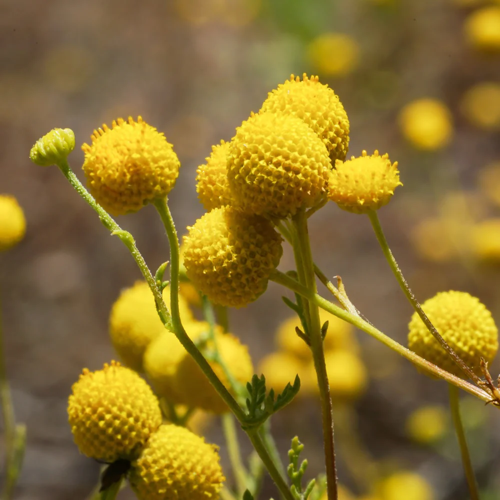 Drumstick Flower Craspedia Seeds - Image 6