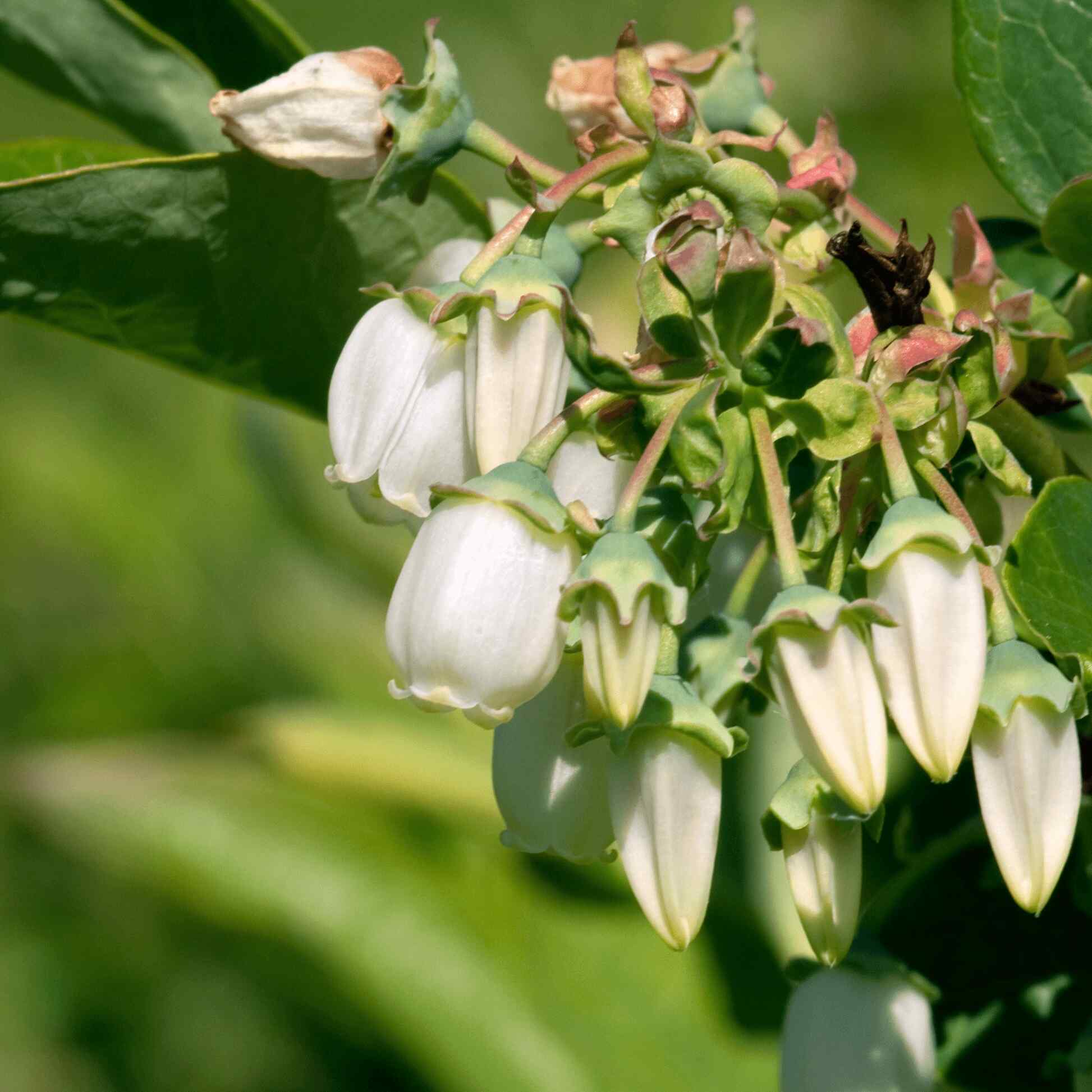 Duke Blueberry - Image 3