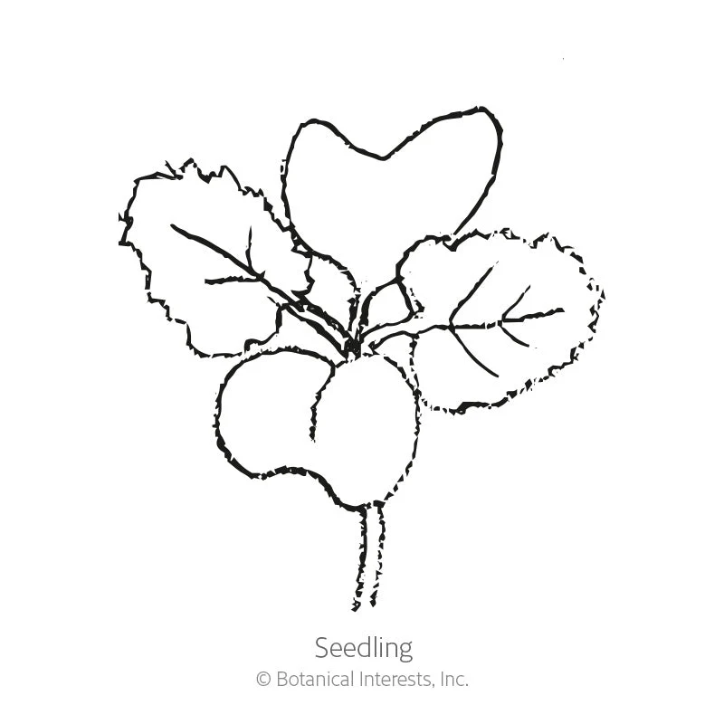 Dwarf Blue Curled Kale Seeds - Image 2
