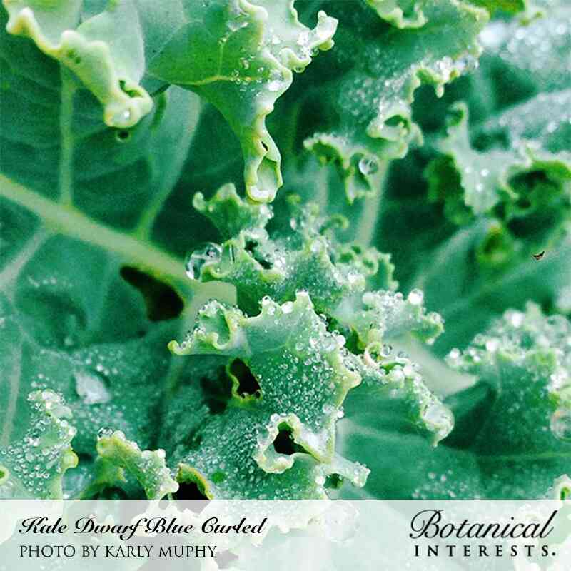 Dwarf Blue Curled Kale Seeds - Image 4