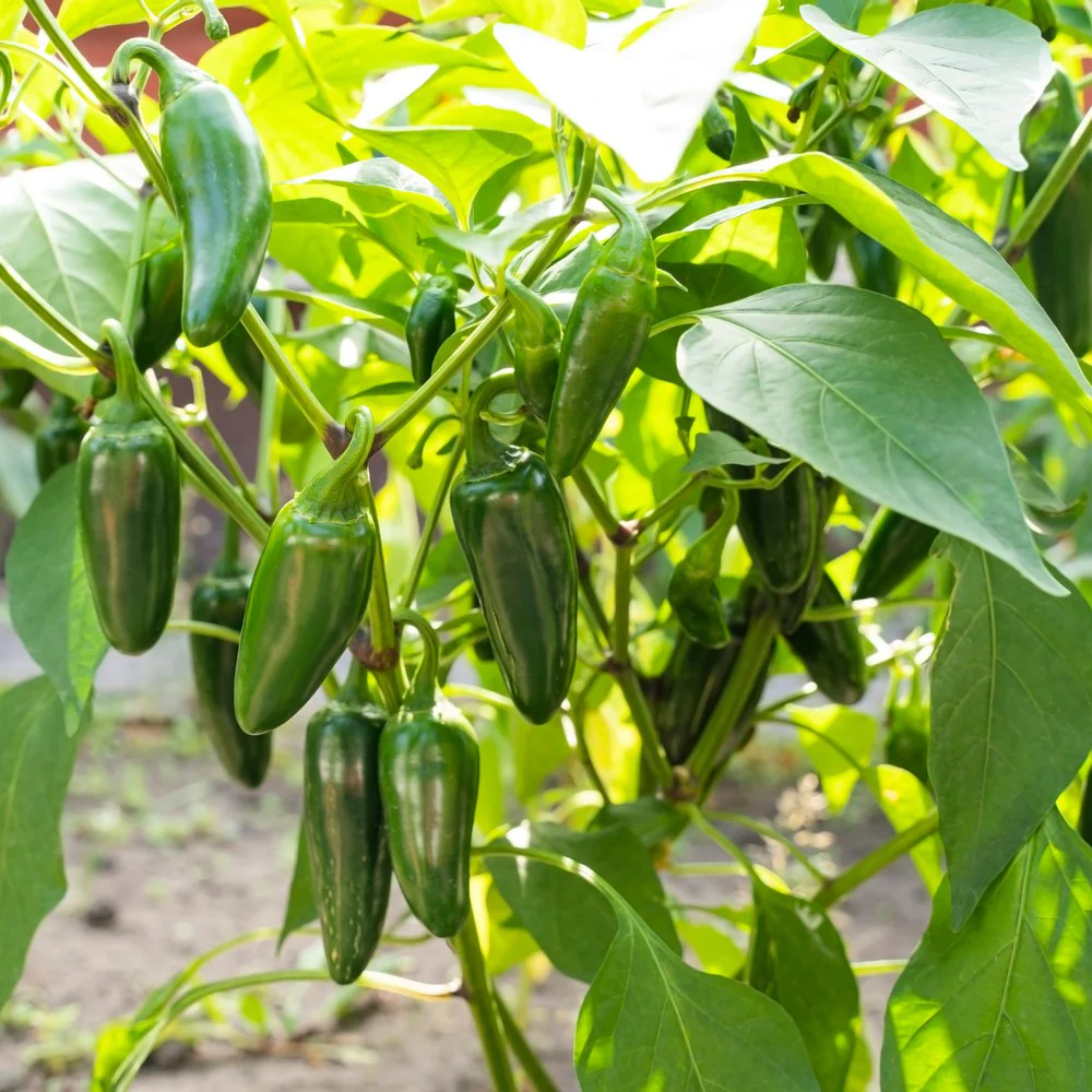 Early Jalapeño Chile Pepper Seeds - Image 4