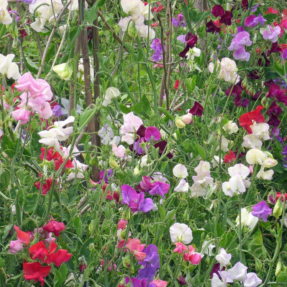 Early Multiflora Blend Sweet Pea Seeds - Image 4