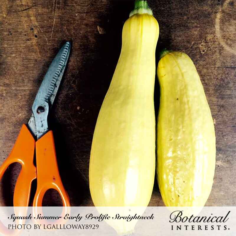 Early Prolific Straightneck Summer Squash Seeds - Image 4