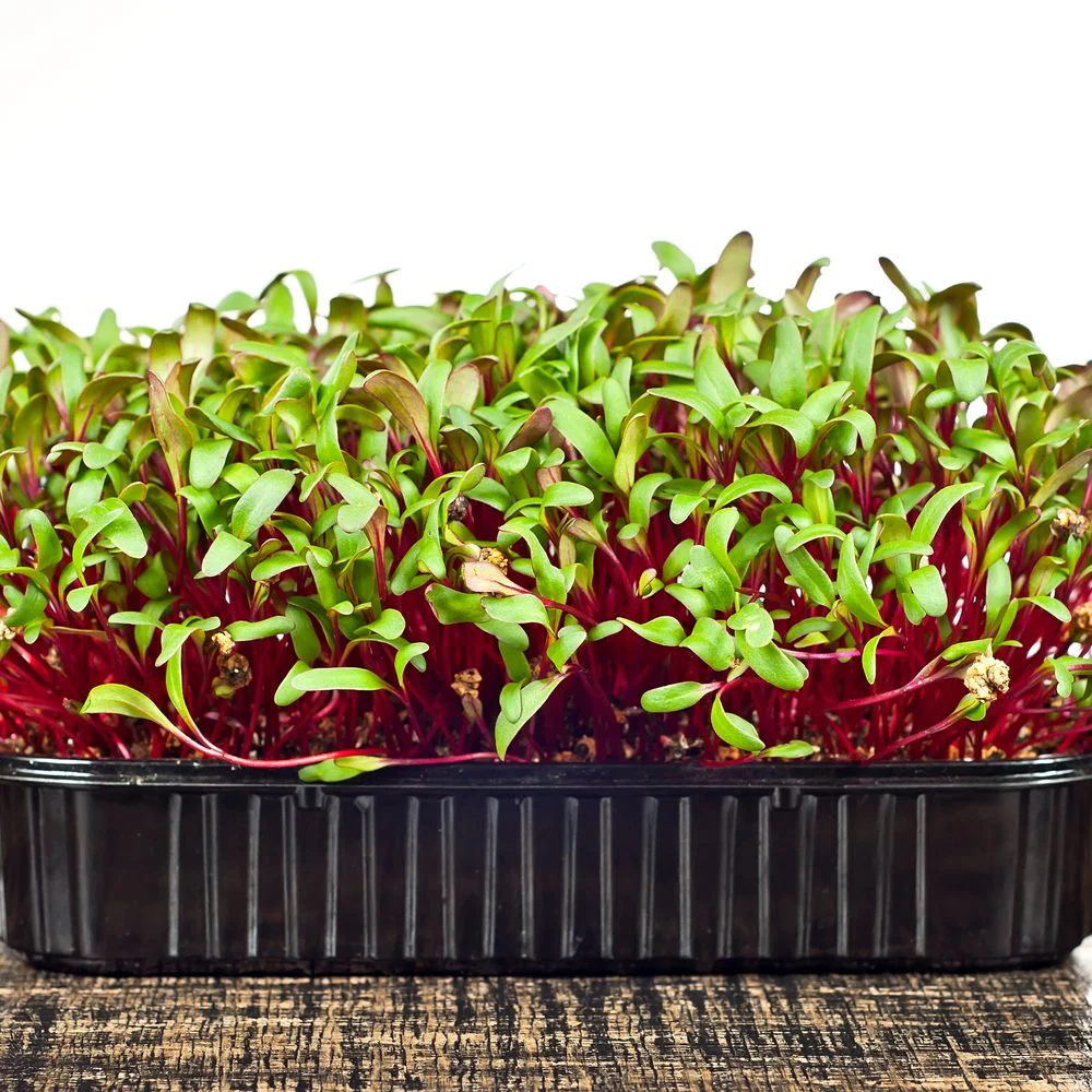 Early Wonder Beet Microgreens Seeds - Image 4