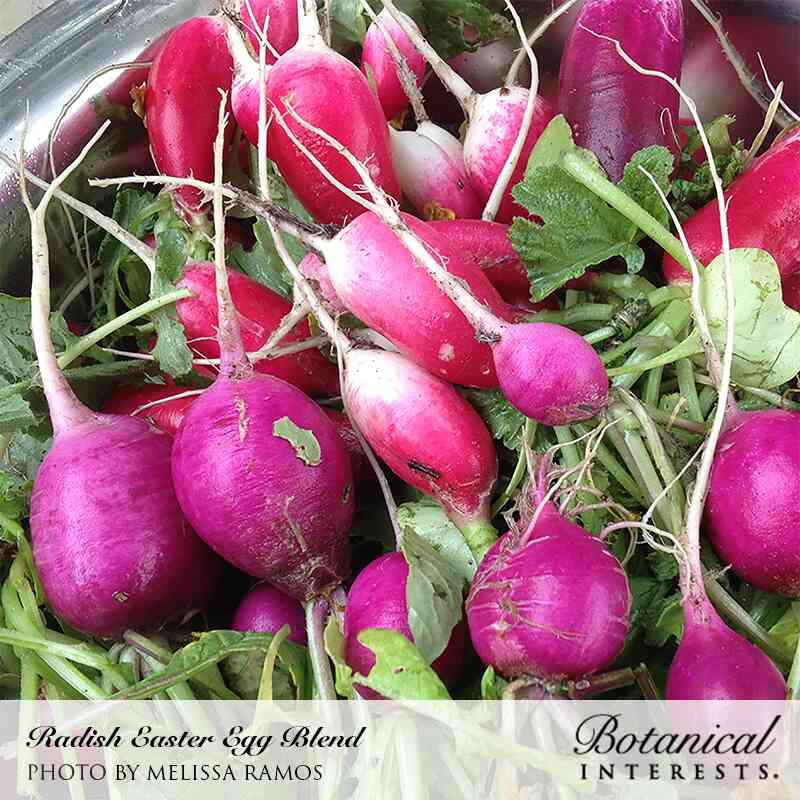 Easter Egg Blend Radish Seeds - Image 5