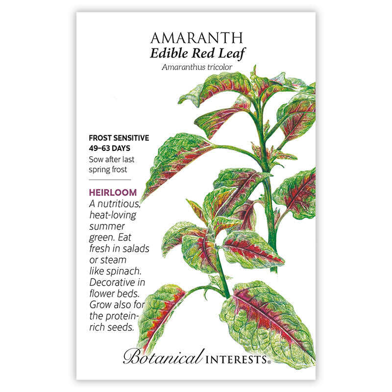 Edible Red Leaf Amaranth Seeds - Image 3