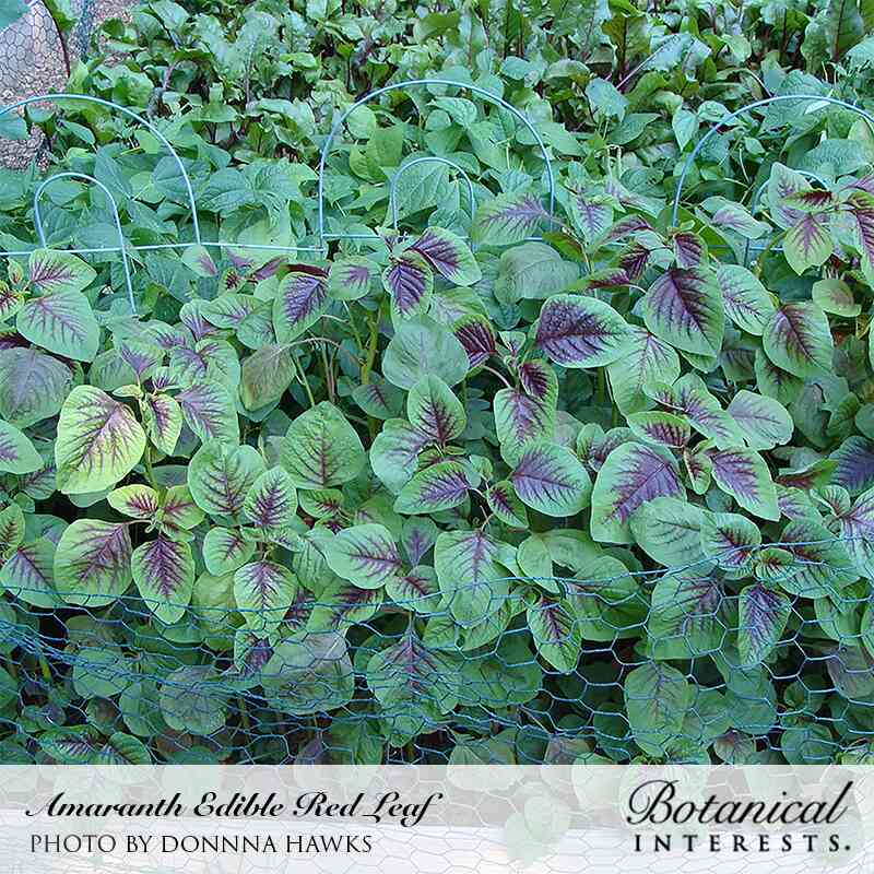 Edible Red Leaf Amaranth Seeds - Image 4