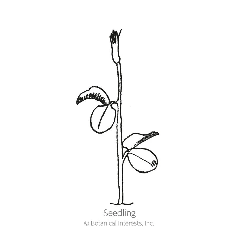 Elegance Blend Sweet Pea Seeds - Image 2