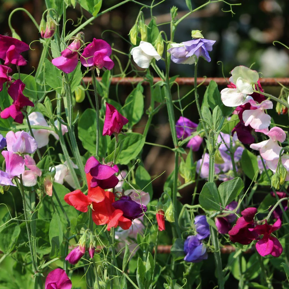 Elegance Blend Sweet Pea Seeds - Image 4