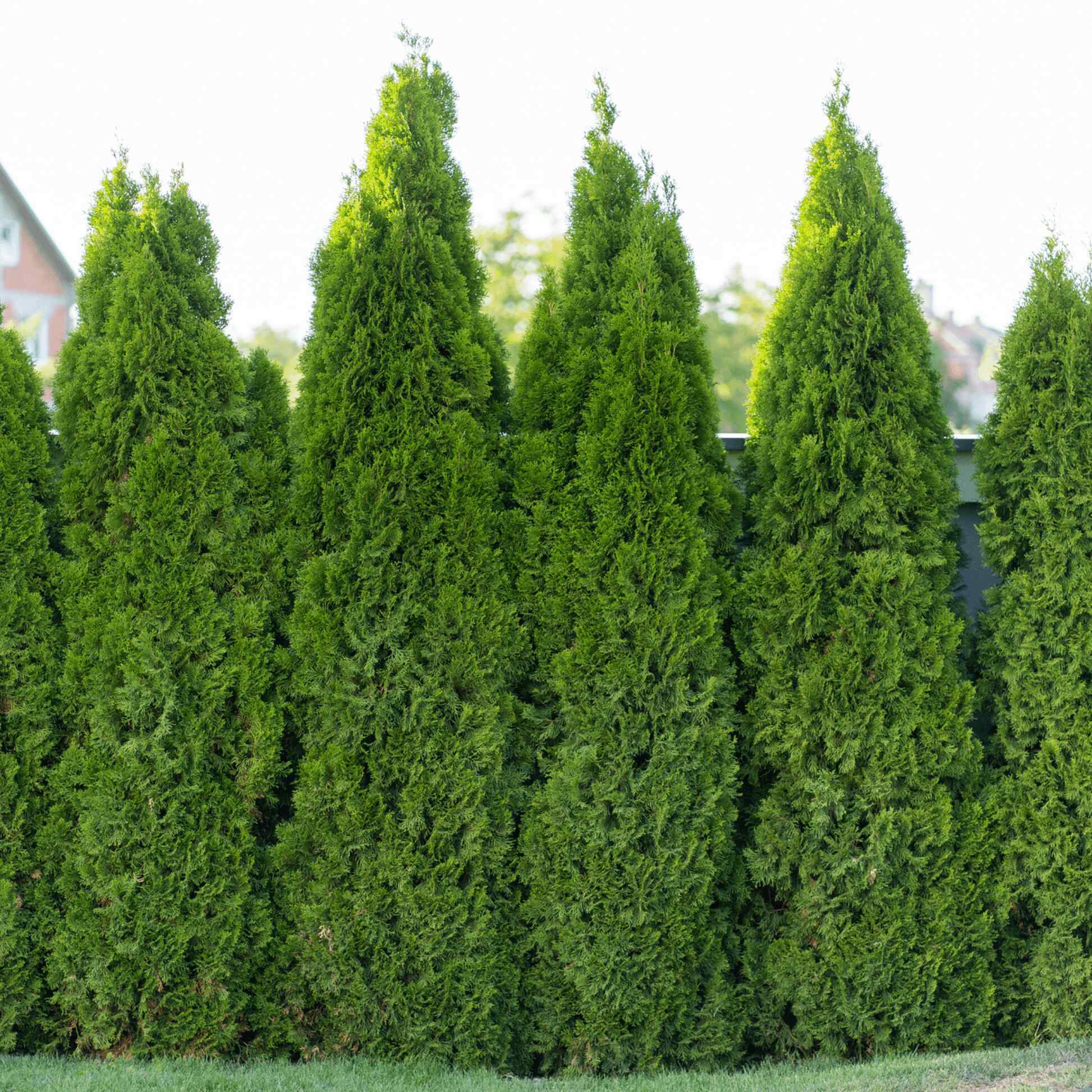 Emerald Green Arborvitae - Image 2