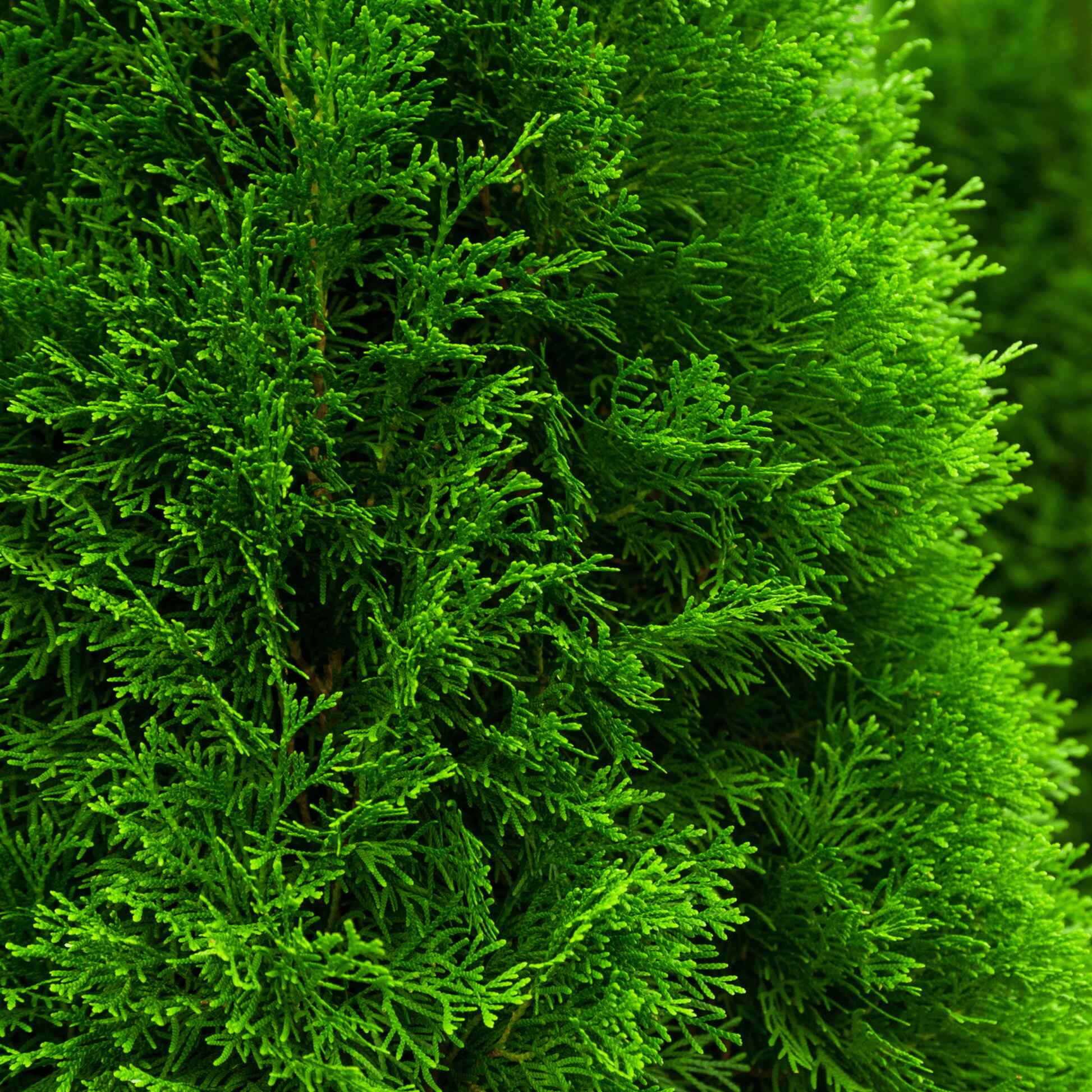 Emerald Green Arborvitae - Image 3