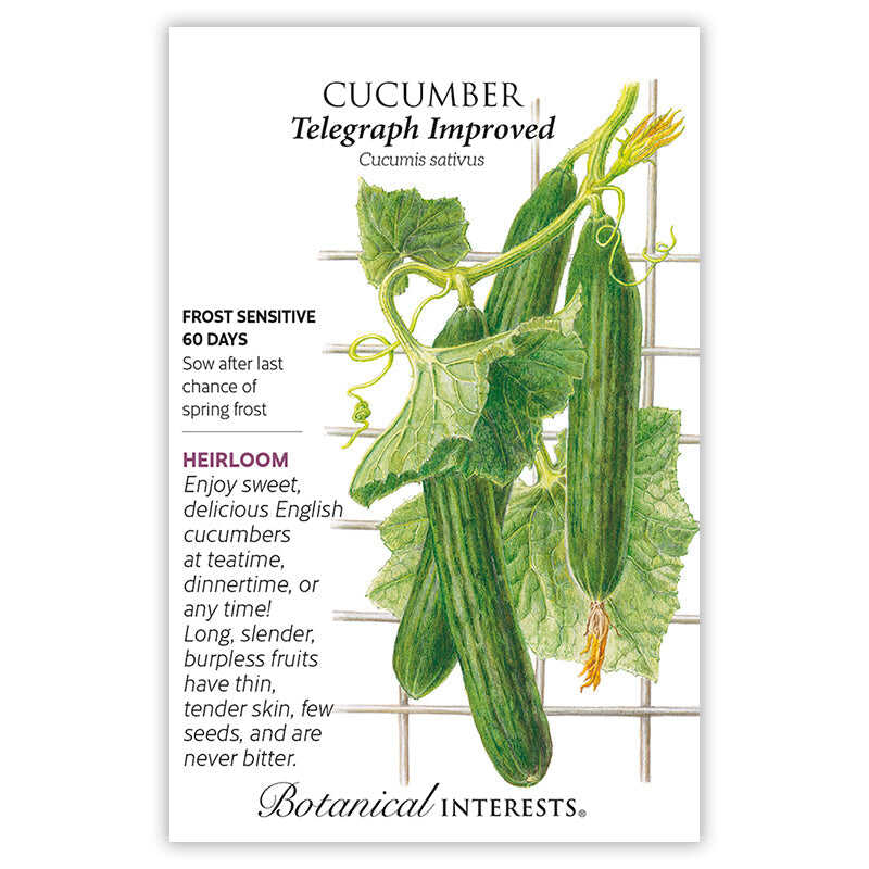 Telegraph Improved Cucumber Seeds - Image 3