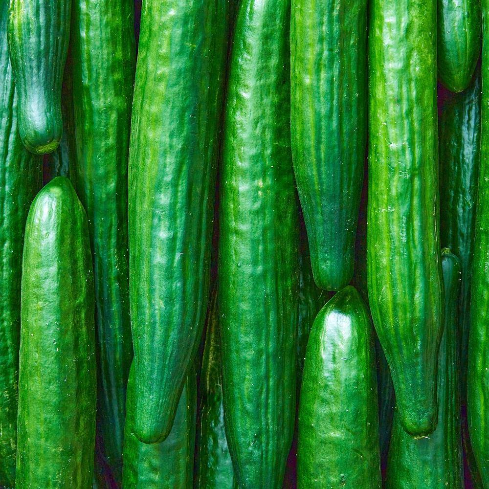 Telegraph Improved Cucumber Seeds - Image 4