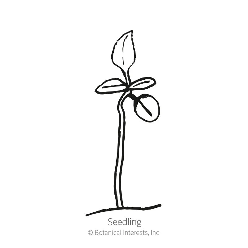 English Thyme Seeds - Image 2
