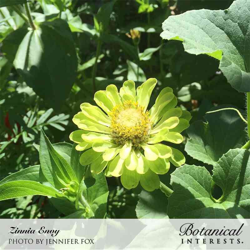 Envy Zinnia Seeds - Image 4